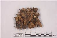 藏品(腎島衣屬)的圖片